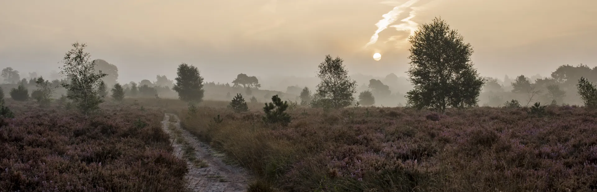 Camping de Holterberg Sallandse Heuvelrug dauw